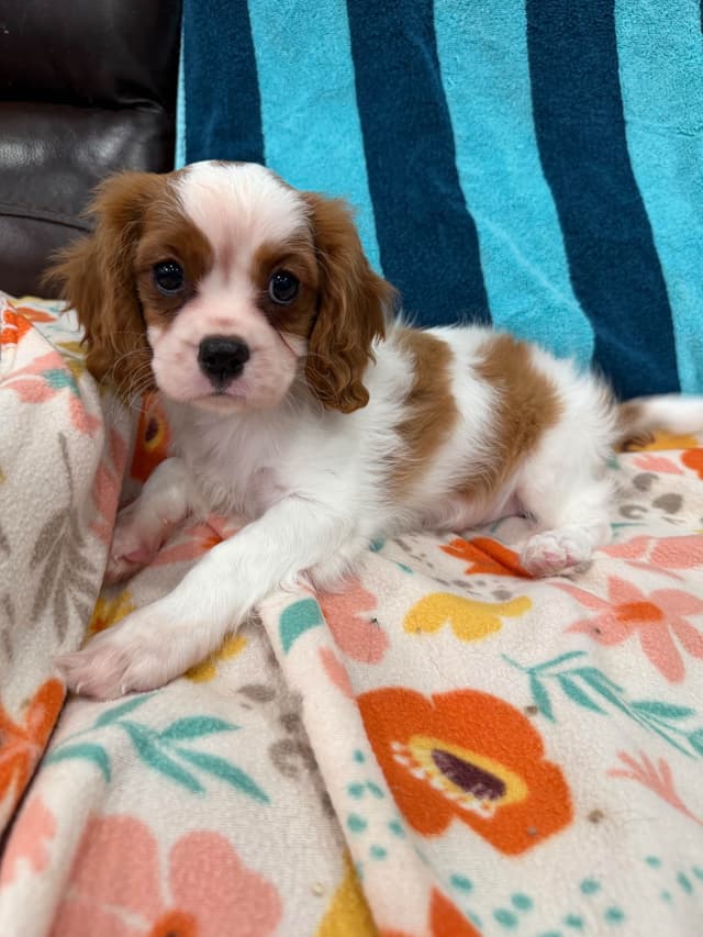 Cavalier King Charles Spaniel Puppies media 12