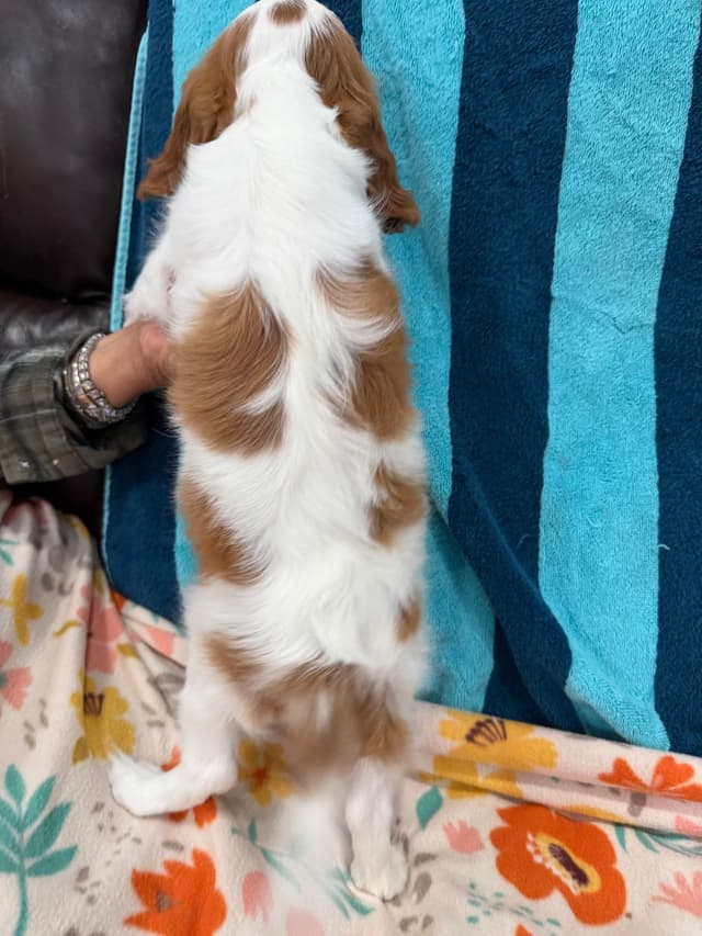 Cavalier King Charles Spaniel Puppies media 13