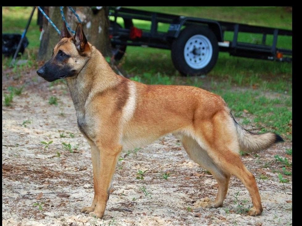 Belgian Malinois Puppies breeder image 17