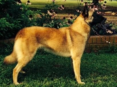 Belgian Malinois Puppies breeder image 18