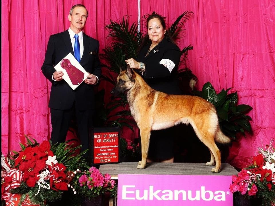Belgian Malinois Puppies breeder image 19