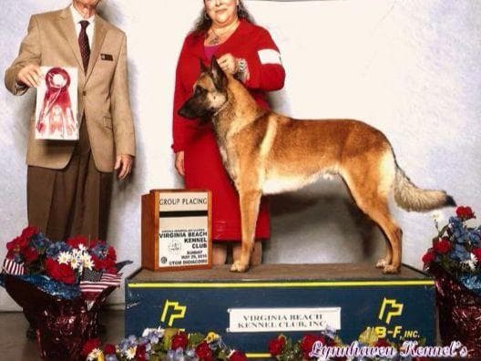 Belgian Malinois Puppies breeder image 16