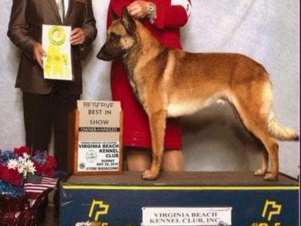 Belgian Malinois Puppies breeder image 20