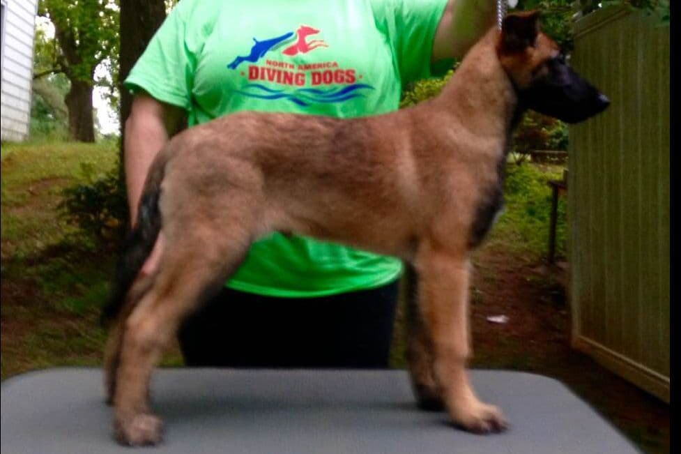 Belgian Malinois Puppies breeder image 15