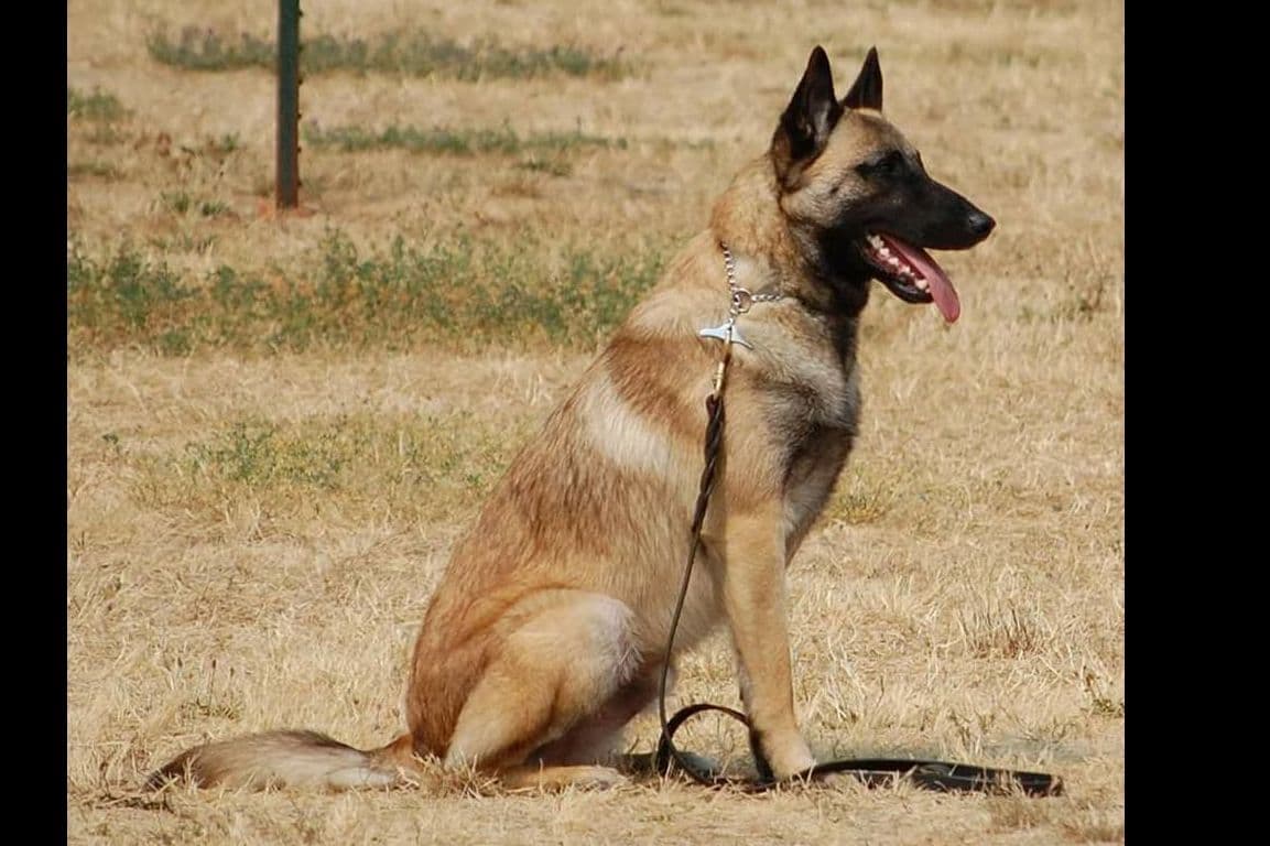 Belgian Malinois Puppies breeder image 13