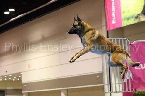 Belgian Malinois Puppies breeder image 11