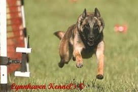 Belgian Malinois Puppies breeder image 10