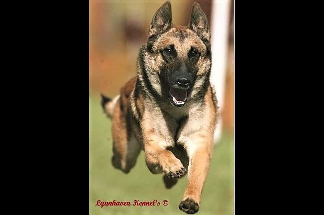 Belgian Malinois Puppies breeder image 8
