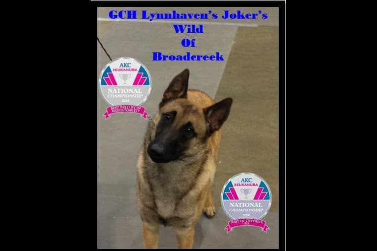 Belgian Malinois Puppies breeder image 7