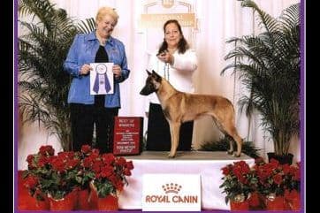 Belgian Malinois Puppies breeder image 2