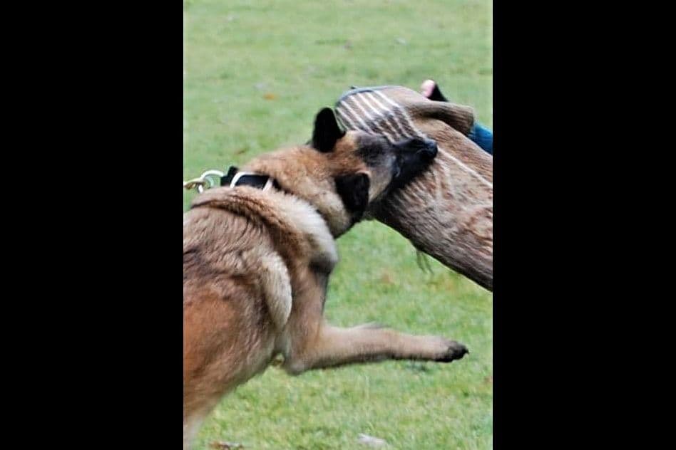 Belgian Malinois Puppies breeder image 5