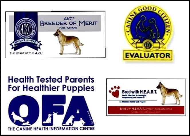 Belgian Malinois Puppies breeder image 1