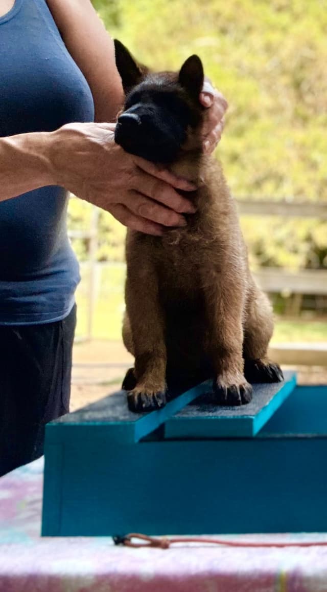 Belgian Malinois Puppies media 3