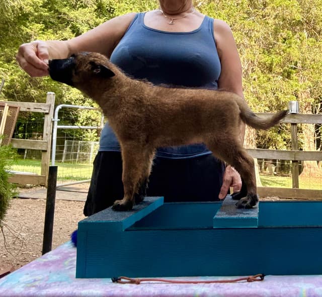 Belgian Malinois Puppies media 4