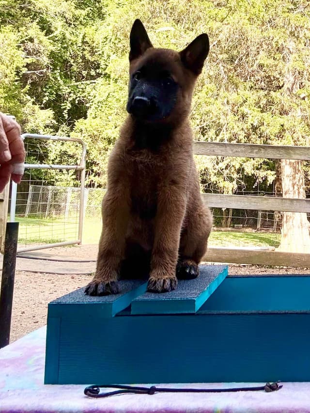 Belgian Malinois Puppies media 5