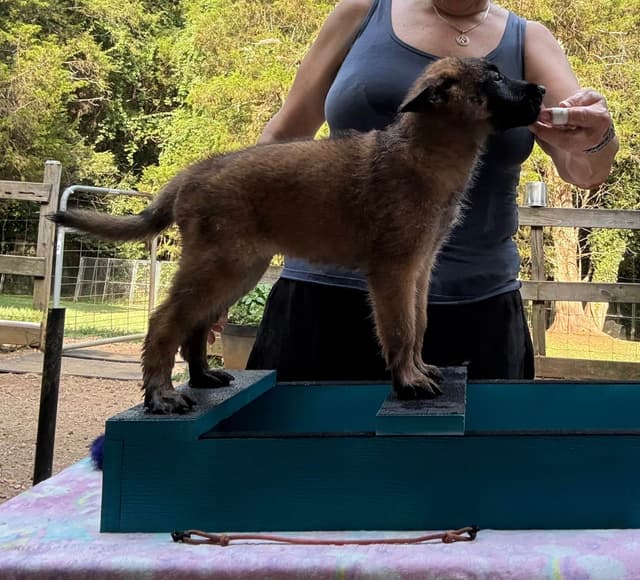 Belgian Malinois Puppies media 6