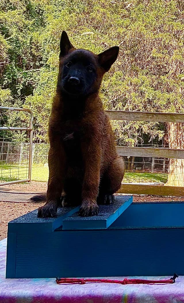 Belgian Malinois Puppies media 7