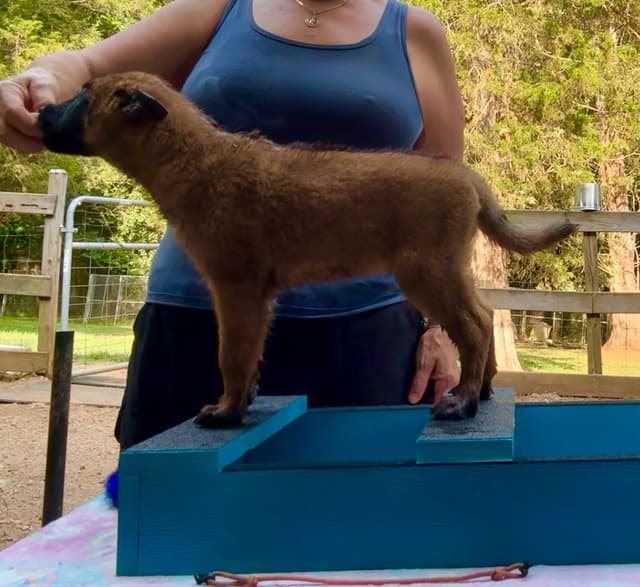 Belgian Malinois Puppies media 8