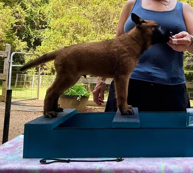 Belgian Malinois Puppies media 9