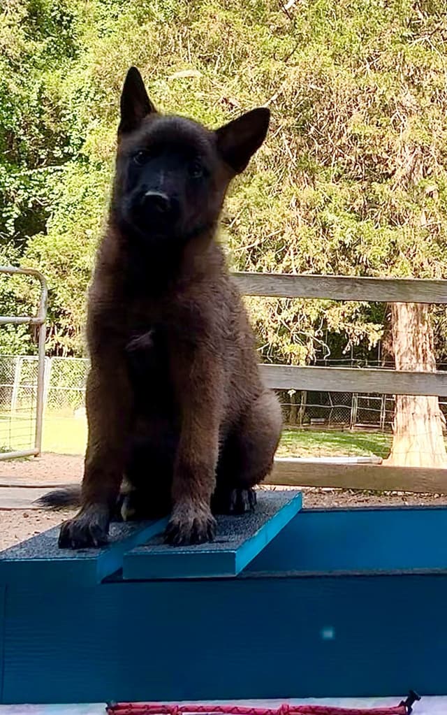 Belgian Malinois Puppies media 10