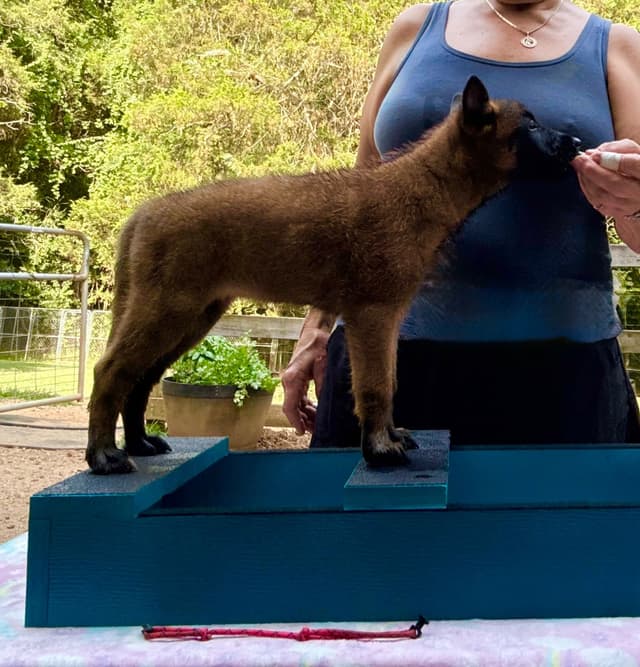 Belgian Malinois Puppies media 11