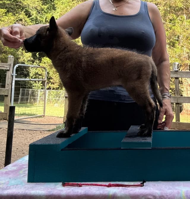 Belgian Malinois Puppies media 12