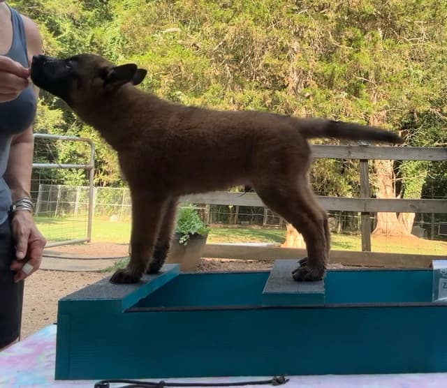 Belgian Malinois Puppies media 14