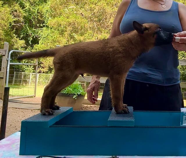 Belgian Malinois Puppies media 13