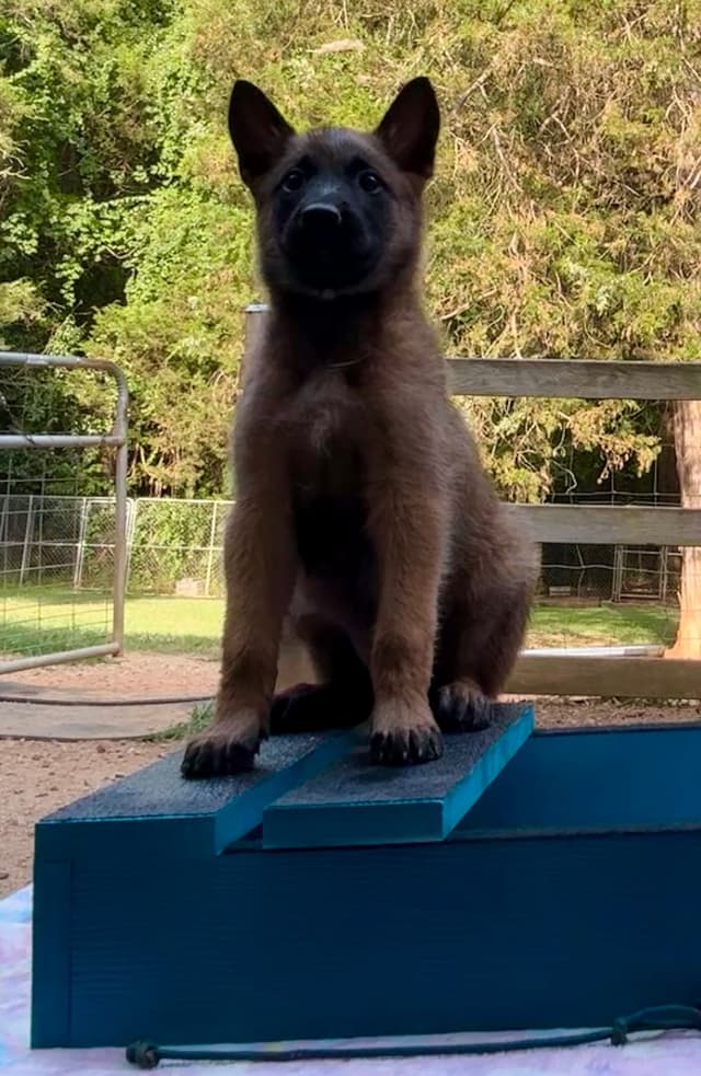 Belgian Malinois Puppies media 15