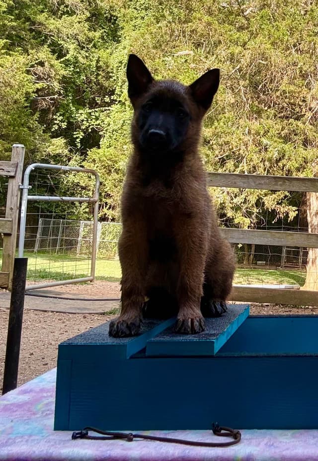 Belgian Malinois Puppies media 16