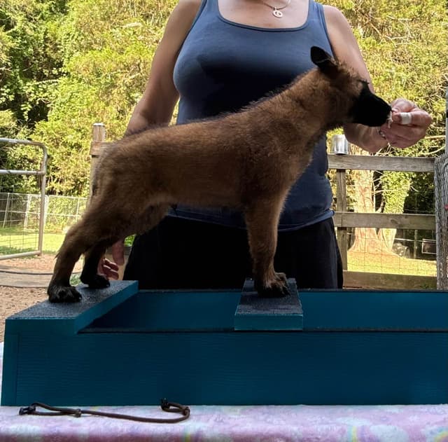 Belgian Malinois Puppies media 17