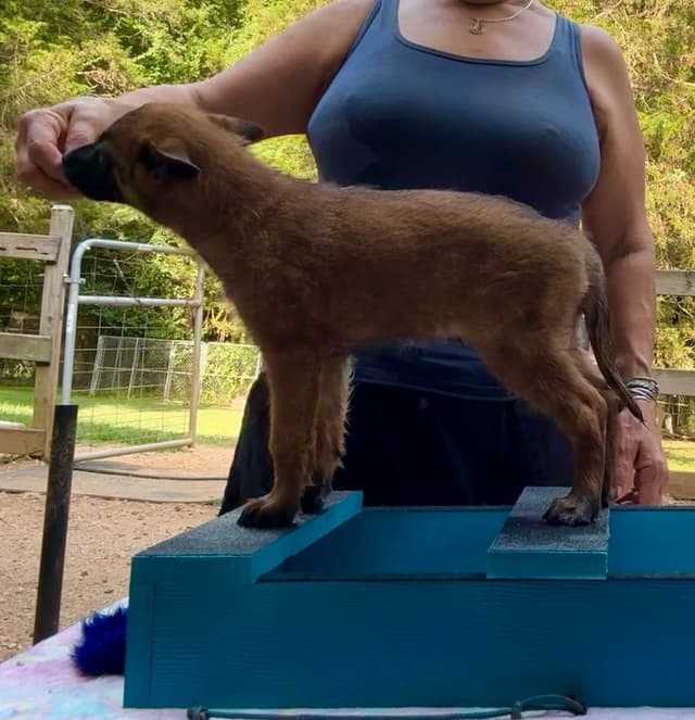 Belgian Malinois Puppies media 18