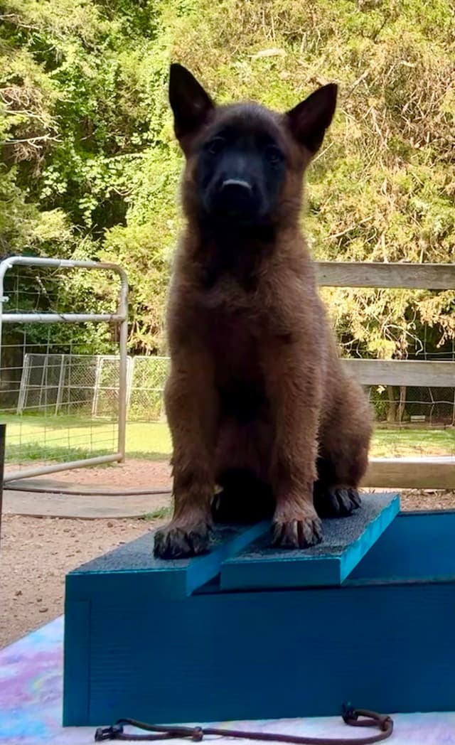 Belgian Malinois Puppies media 19