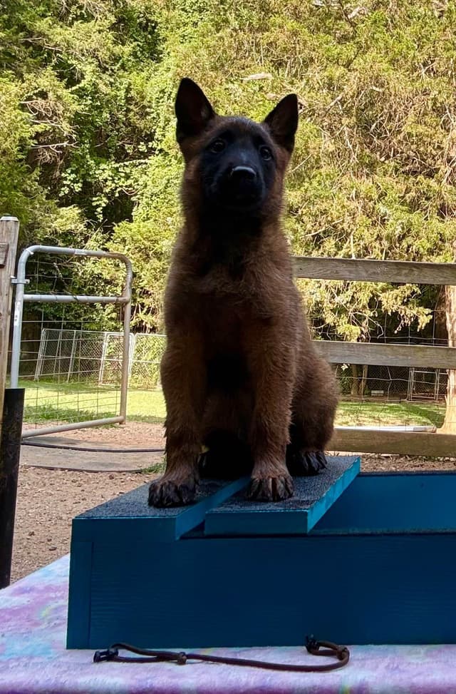 Belgian Malinois Puppies media 21