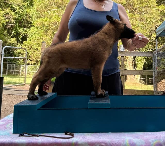 Belgian Malinois Puppies media 22