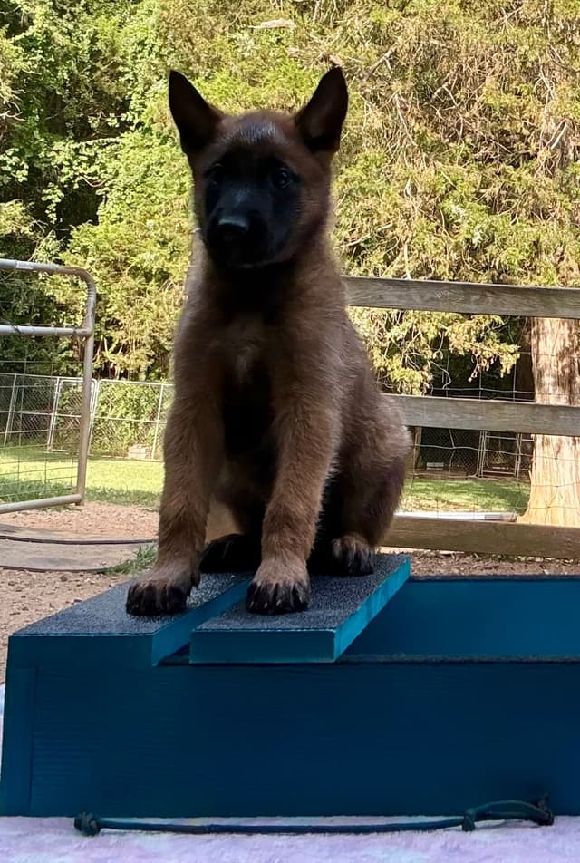 Belgian Malinois Puppies media 24