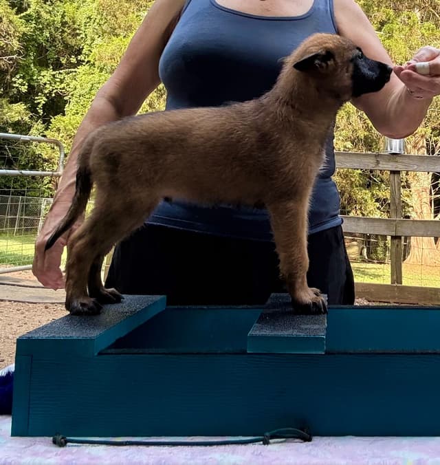 Belgian Malinois Puppies media 27