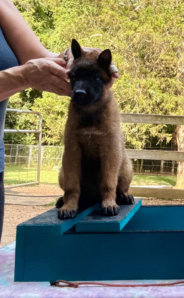 Belgian Malinois Puppies media 26