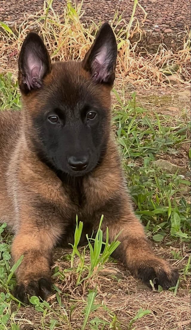 Belgian Malinois Puppies media 3