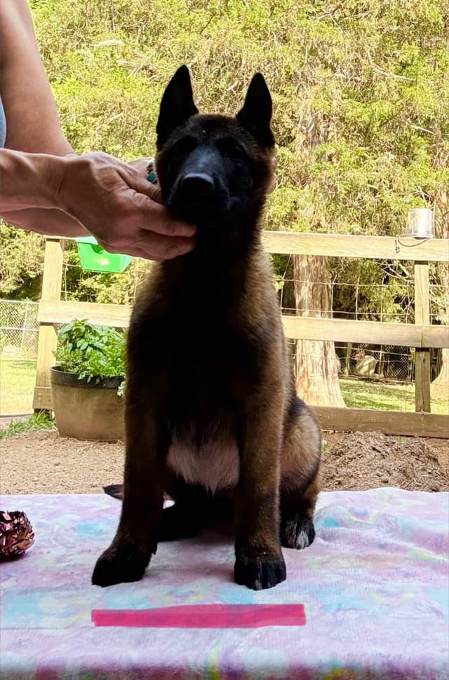 Belgian Malinois Puppies media 4