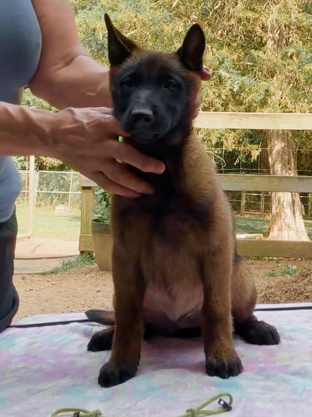 Belgian Malinois Puppies media 5