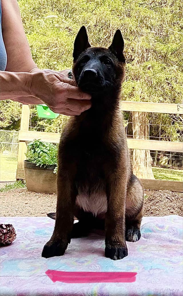Belgian Malinois Puppies media 6
