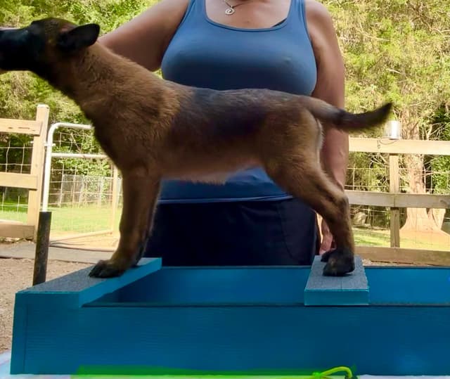 Belgian Malinois Puppies media 7