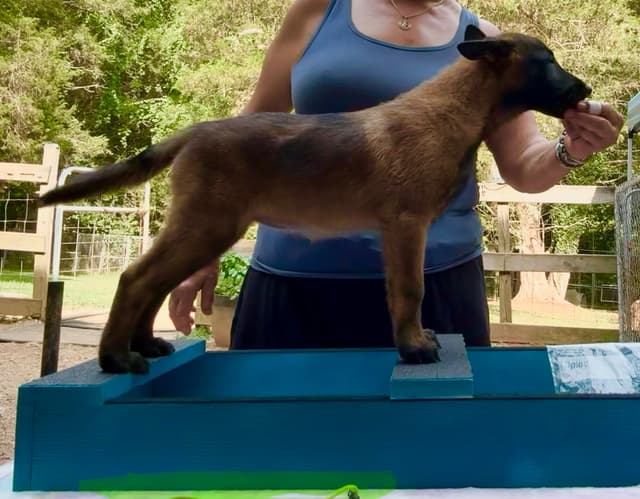 Belgian Malinois Puppies media 8