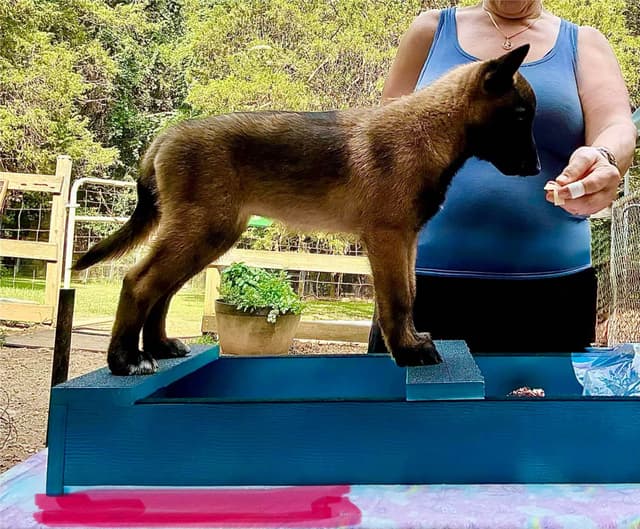 Belgian Malinois Puppies media 9
