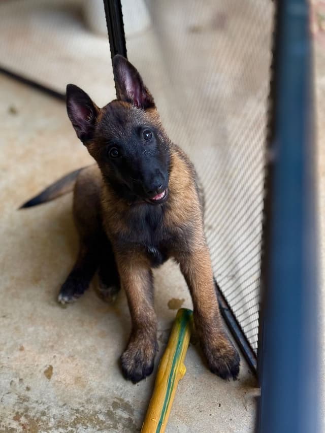 Belgian Malinois Puppies media 10