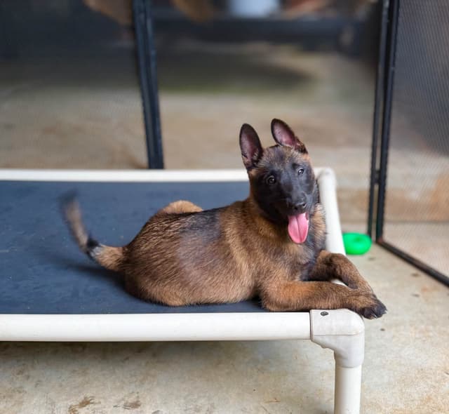 Belgian Malinois Puppies media 11