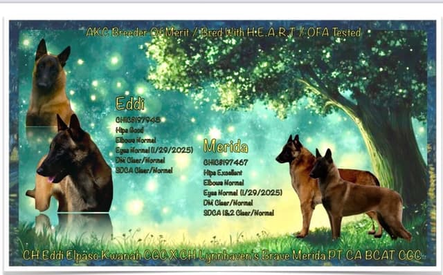 Belgian Malinois Puppies media 12