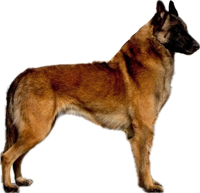 Belgian Malinois Puppies media 13
