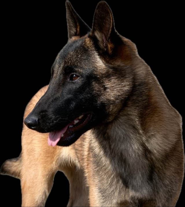 Belgian Malinois Puppies media 16